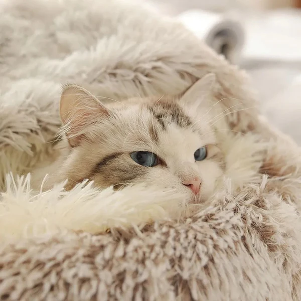 Coussin Chat
